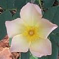 The Alexandra Rose, DA