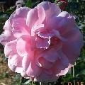 Bonica,shrub