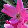 Betty Prior,shrub