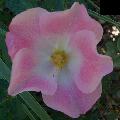 Carefree Delight,shrub