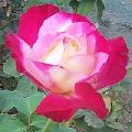 Double Delight HT