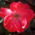 Sara Bande,shrub