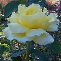 Yellow HT
