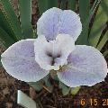 Lavender Stipples