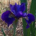 Ruffled Velvet