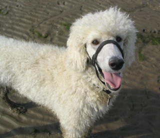 Daisy