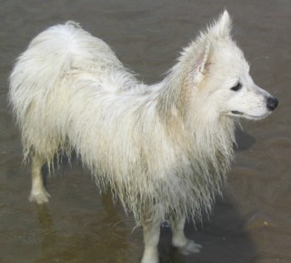 Merlin