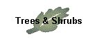Trees & Shrubs