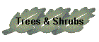 Trees & Shrubs