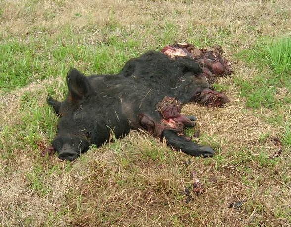 boar thumb