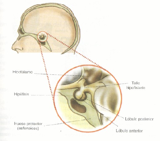 tumor silla turca lahipofisis tumor silla turca lahipofisis
