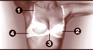 anatomy of a bra