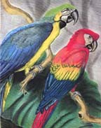 Macaws