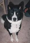 Bandit