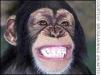 What a monkey looks like when he beats off