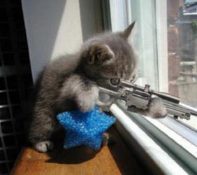 Do you know where your cat is?