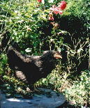 chicken