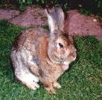 rosco