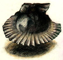 shell