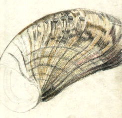 shell2