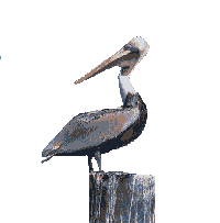 BOBTEGNER ANIMATION