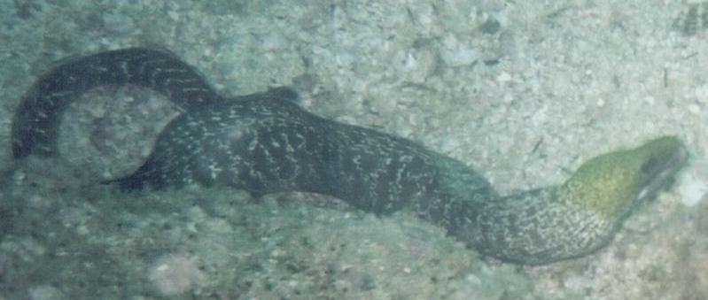 Although normally found nestling in the rocks, this eel was out and about