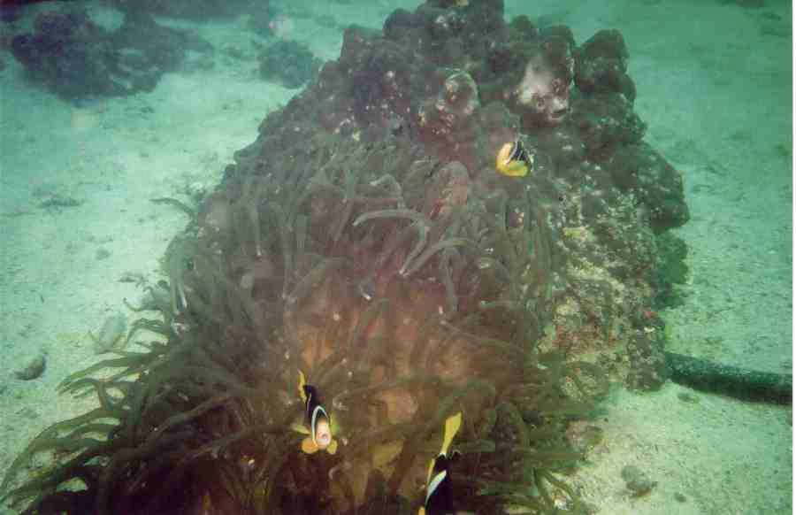 These cheeky clownfish are always an interesting sight on a dive