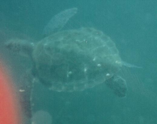 This turtle has made Martini Rock, Khor Fakkan, it's home and is frequently seen by divers on this site.
