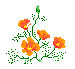 Pic Of Poppy Flower