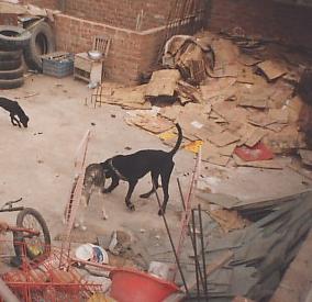 maltrato_foto1.jpg (17167 bytes)