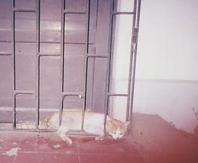 maltrato_foto3.jpg (8634 bytes)