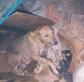 maltrato_foto4.jpg (12347 bytes)