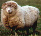 Aries: The Ram