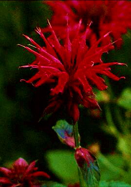 Redmint