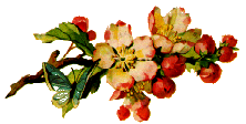 Apple Blossoms