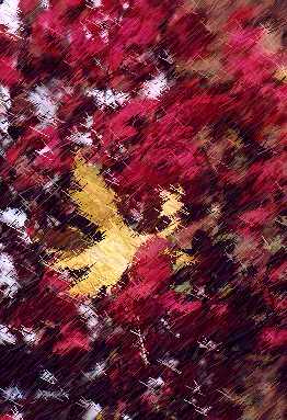 Maple leaf caught in time