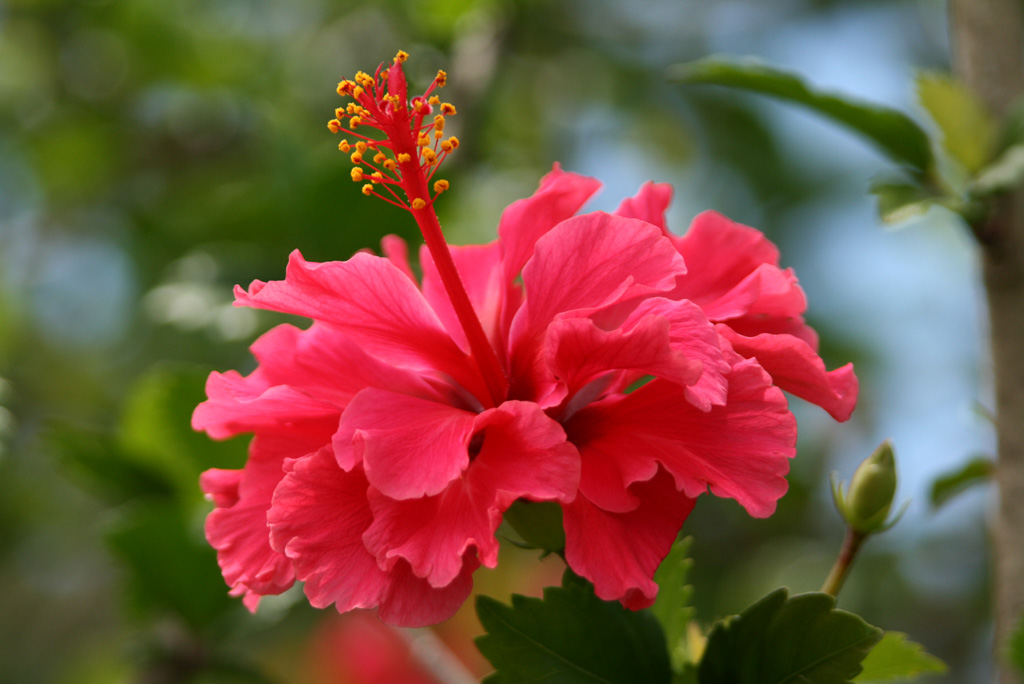 hibiskus