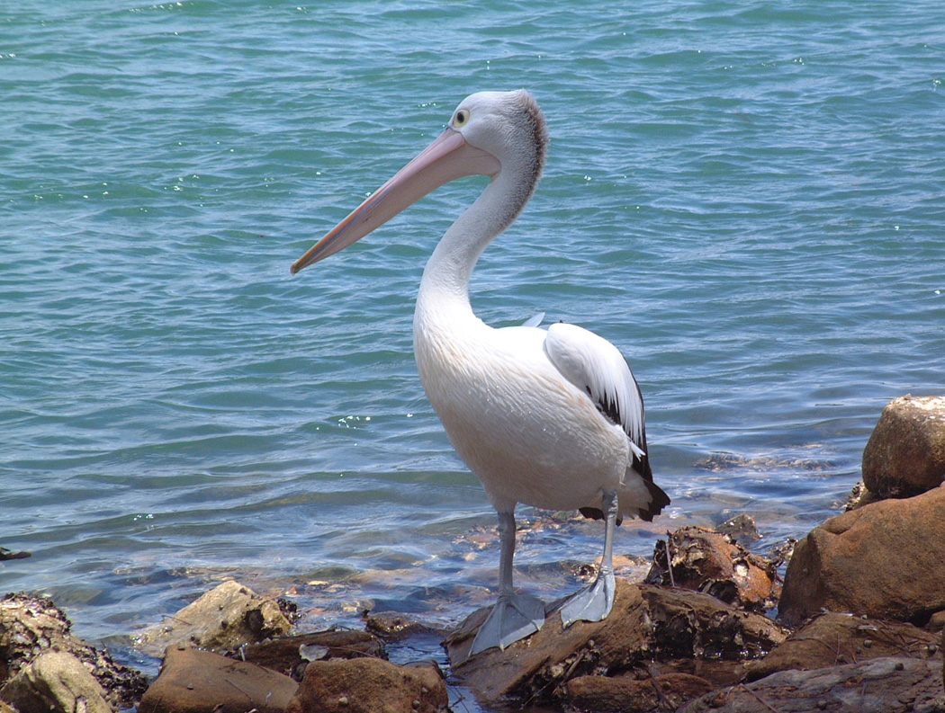 Pelican in Nambucca