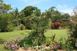 Our Backyard