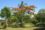 Poinciana