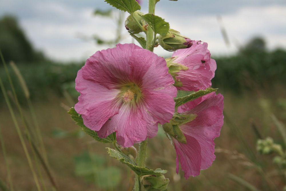 Feldblumen