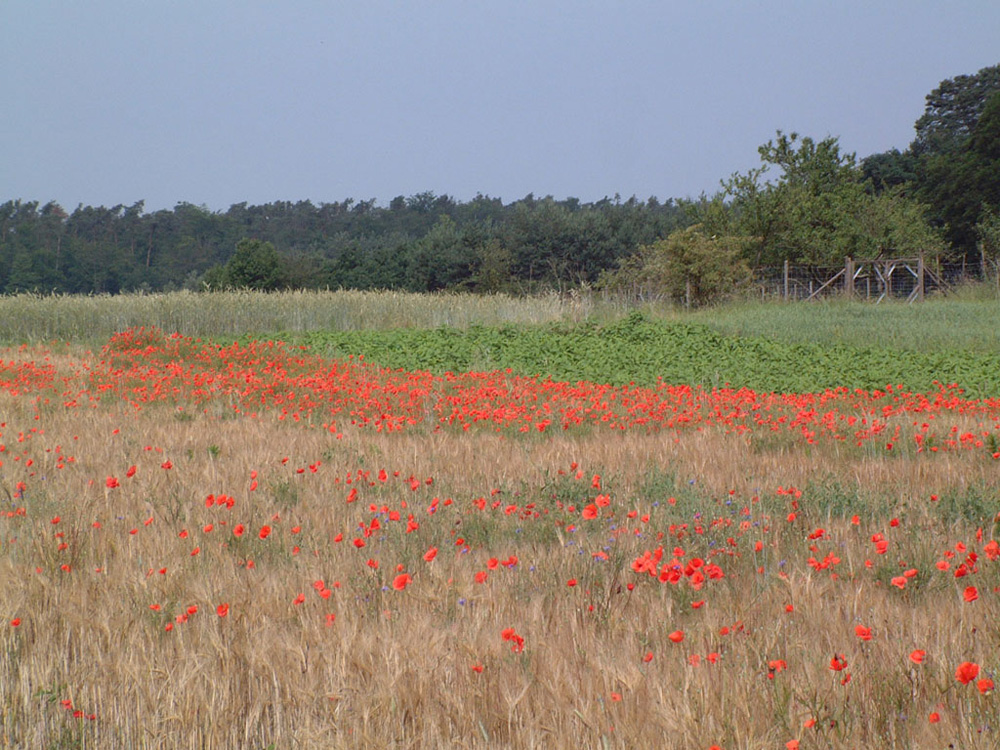 Mohnblumen