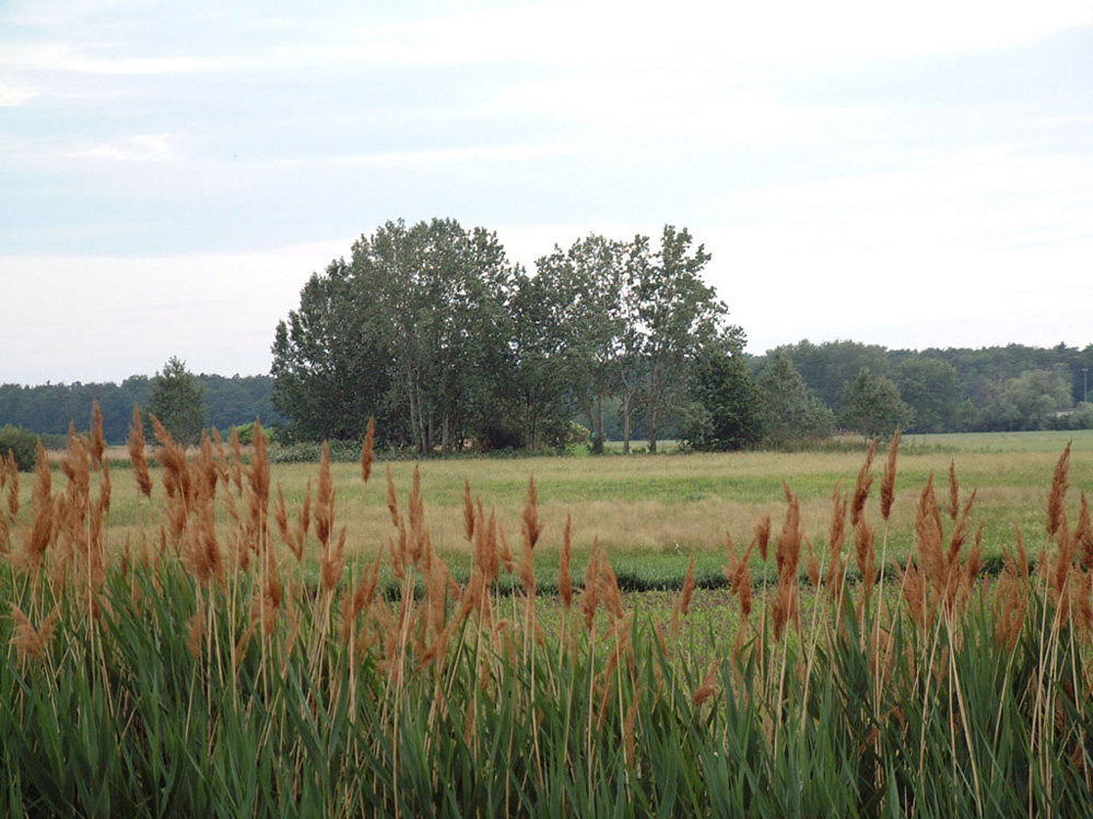 Schilf und Wiesen