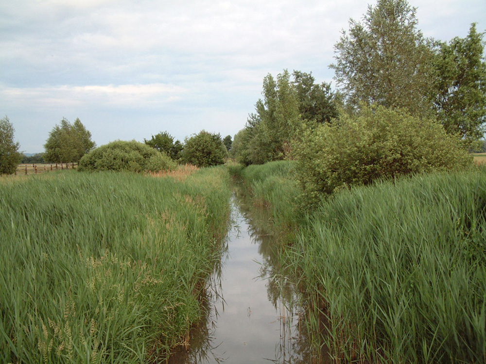 Wiesen und Graeben
