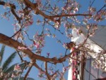 Cherry trees in sunny California