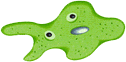 Ameba je kul