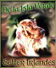 De la Isla Verde Setter Irland&eacute;s