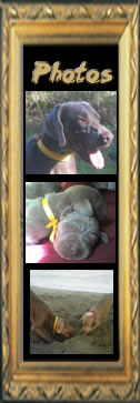 PHOTOS