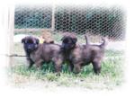 4 to 5 weeks