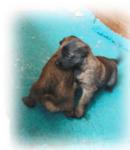 playing, 3 weeks